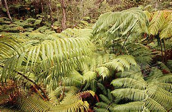 fern forest | Fern forest, Hawaii island, Big island