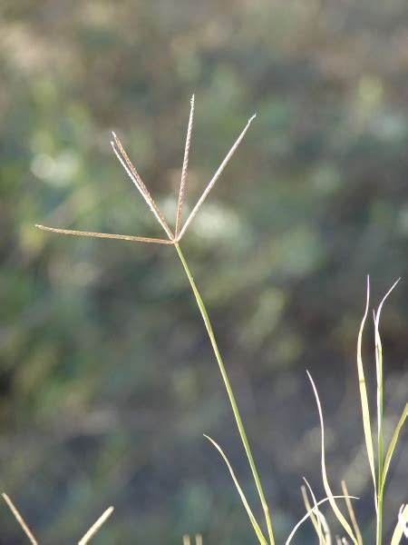 Bermuda Grass Cynodon Dactylon Feedipedia