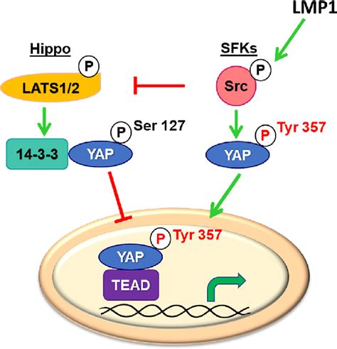 Lmp Activates Yap And Taz Activity In Noks By Multiple Mechanisms