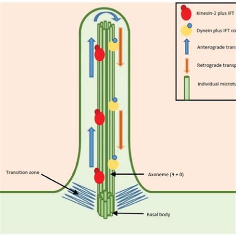 Primary Cilia In The Cell Cycle During G 0 And G 1 Primary Cilia Are Download Scientific