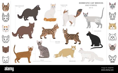 Domestic Cat Breeds And Hybrids Collection Isolated On White Flat