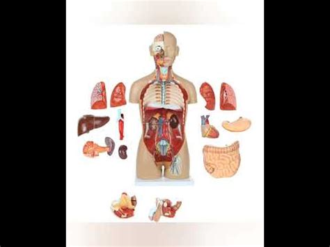 Descubre Todo Sobre El Tronco Del Cuerpo Humano Funciones Estructura