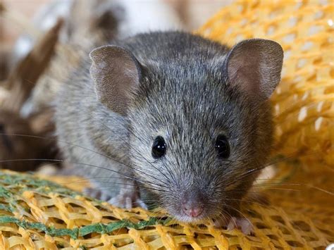 Audio Ecoutez Le Gazouillis Secret Des Souris Sciences Et Avenir