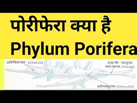 Phylum Porifera In Hindi