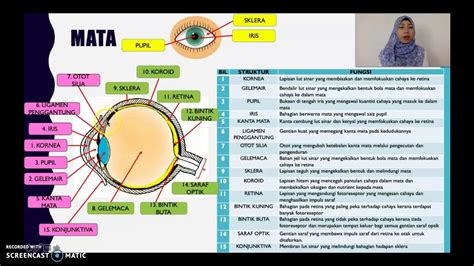 Sains Tingkatan 3 Bab 1 Rangsangan And Gerak Balas 1 2 [mata And Mekanisme Penglihatan] Youtube