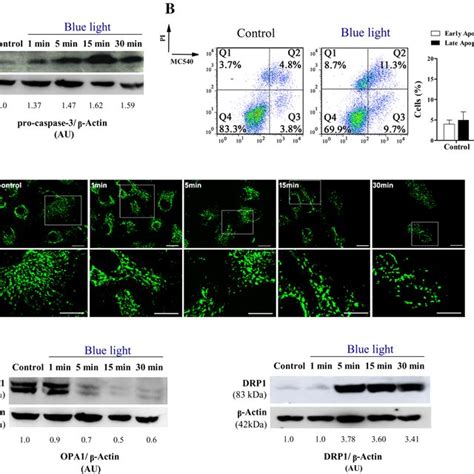 Led Derived Blue Light Induces Apoptosis And Mitochondrial Dynamics