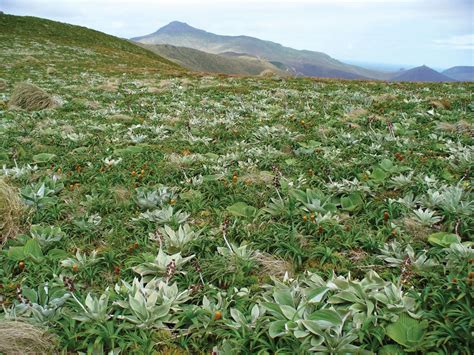 Campbell Island | Subantarctic, Wildlife, Nature Reserve | Britannica