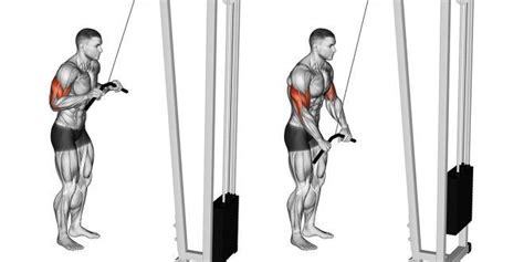 Triceps Pulley Como Fazer M Sculos Trabalhados E Para Que Serve