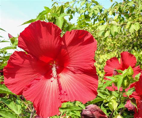 How To Grow Hardy Hibiscus In Pots Expert Advice Homes Gardens