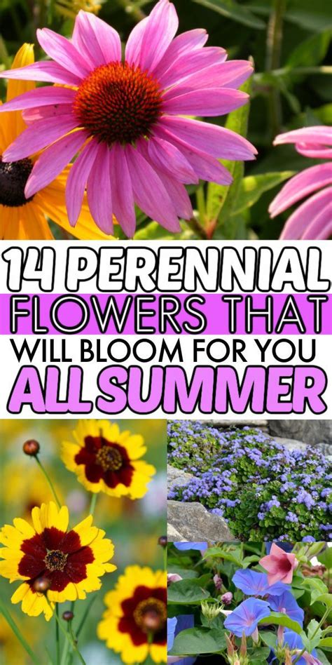 14 Gorgeous Perennial Flowers That Bloom All Summer Artofit