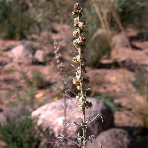 Artemisia Armeniaca Artemisia Alba Canescens