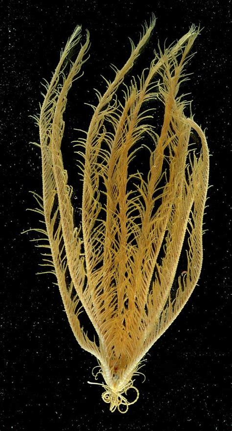 Featherstar Photograph by British Antarctic Survey/science Photo Library