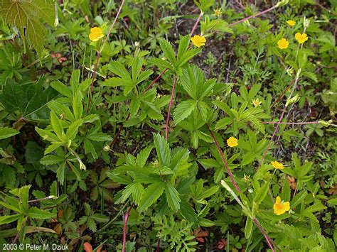 Potentilla simplex (Common Cinquefoil): Minnesota Wildflowers