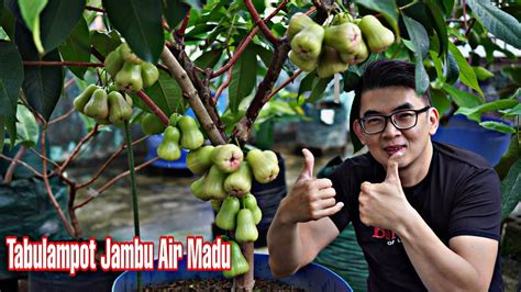 Tabulampot Jambu Air Madu Deli Hijau YouTube