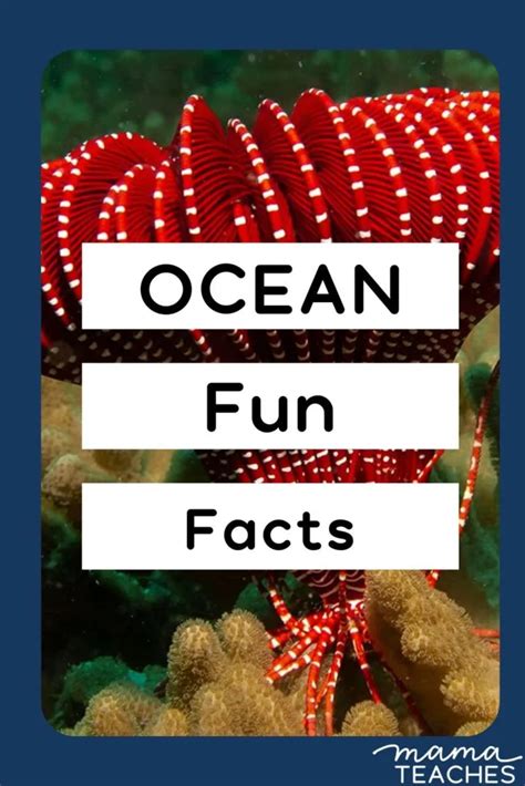 Fun Facts About The Ocean Mama Teaches