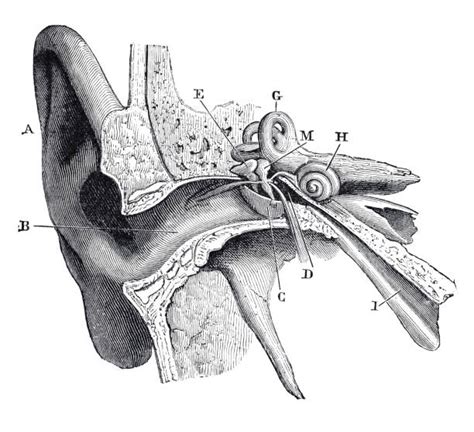 170 Semicircular Canals Ear Stock Illustrations Royalty Free Vector Graphics And Clip Art Istock