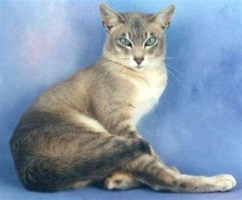 Grey Tabby Merle Tonkinese Warrior Cats Tabby Tonkinese