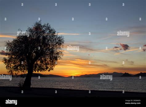 Beautiful Silhouette Leafless Tree And Sunset Sky Beside The Sea Stock