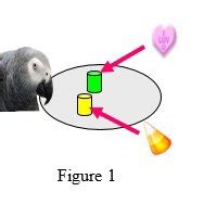 Inside Dr Pepperberg S Lab Do Parrots Understand Process Of