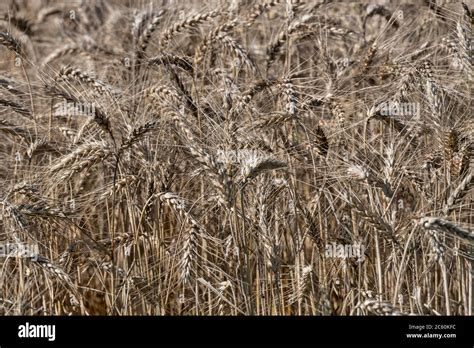 Triticum Sp Hi Res Stock Photography And Images Alamy