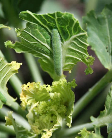 Cabbage Worm Stock Photos Pictures And Royalty Free Images Istock