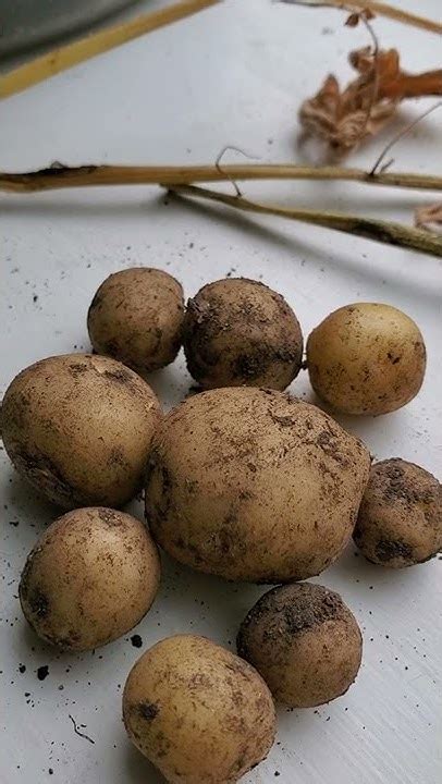 Can You Grow Potatoes Indoors Youtube