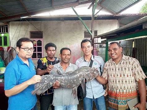 Ikan Raja Laut Coelacanth Kembali Ditemukan Di Raja Ampat Dari Laut