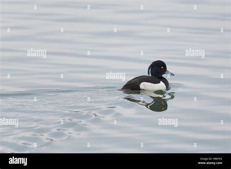 Portrait Of Male Tufted Duck Aythya Fuligula While Swimming Stock