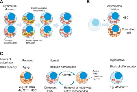 Hematopoietic Stem Cell Fate Through Metabolic Control Experimental