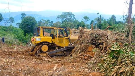 D6R XL Bulldozer Cleans Wild Tree Roots For Reshaping Plantations P3