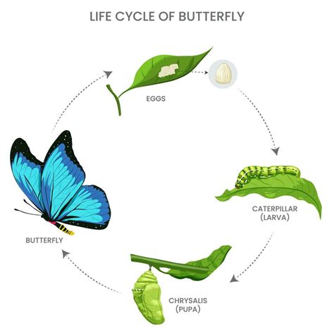 Stages Butterfly Life Cycle | sincovaga.com.br