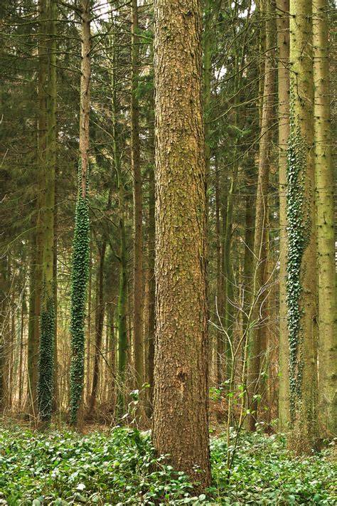 Banco De Imagens Panorama árvore Natureza Ao Ar Livre Plantar