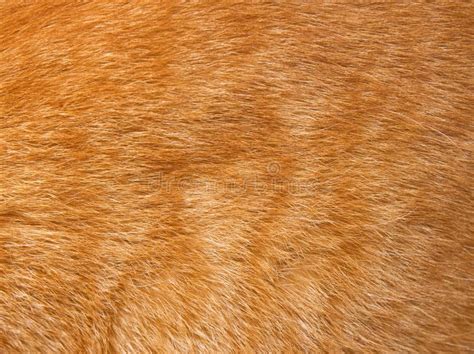 Cat fur texture stock photo. Image of mammal, fluffy - 11161412