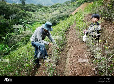 Coca Leaves Andes Immagini E Fotografie Stock Ad Alta Risoluzione Alamy