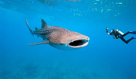 Mergulhando tubarões baleia em Ningaloo Austrália Pronto para