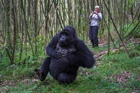 Fly Into Bujumbura And Trek Gorillas In Rwanda And Uganda Eco