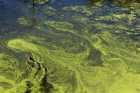 Phosphate In River Water An Environmental Chain Reaction That Begins