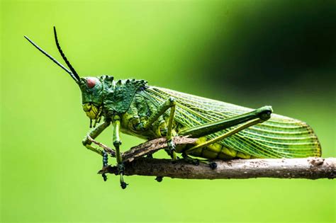 17 Different Types of Insects Explained