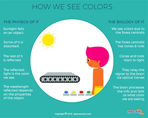 How do we see Color? - Gifographic for Kids | Mocomi