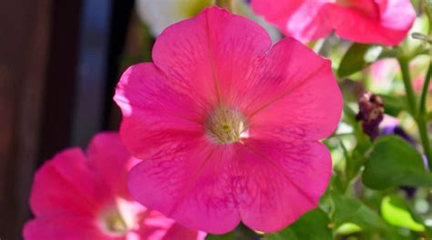 Petunia Colors: What Colors do Petunias Bloom?