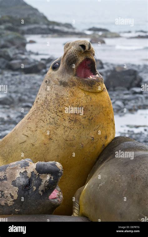 Southern Elephant Seals Mirounga Leonina Hauled Out For Their Annual