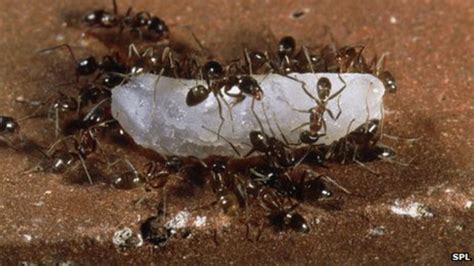 Invasive Ants Stowaway Insects Spreading Around World Bbc News