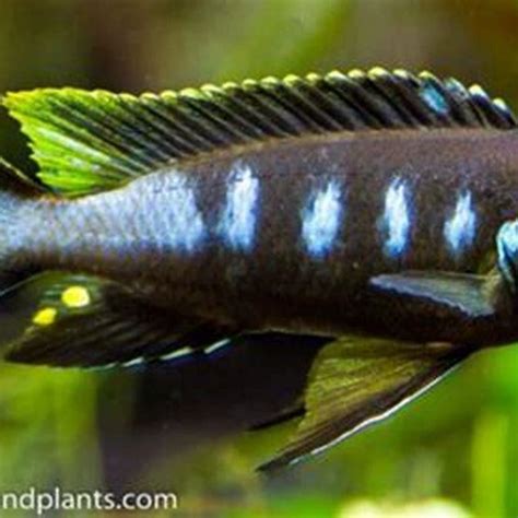 How Do I Get My African Cichlids To Breed DIY Seattle