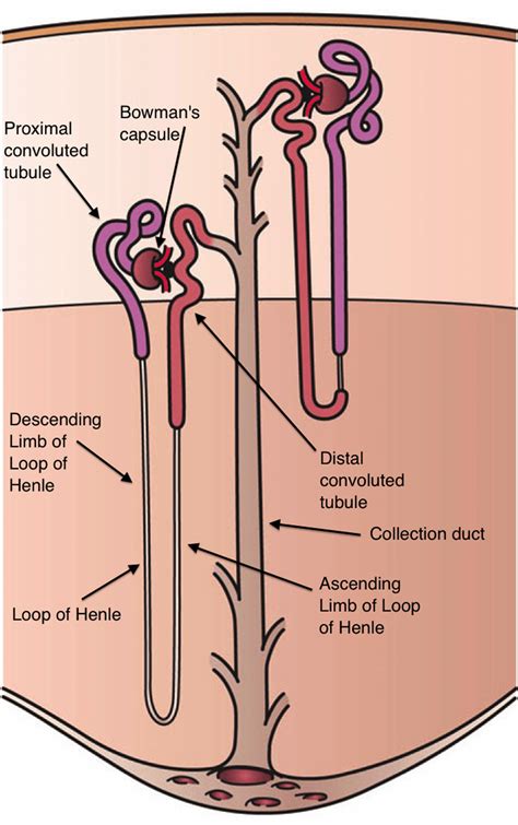 Nephron Anatomy The Nephrons Are Made Up Of Tubules And The Proximal Download Scientific