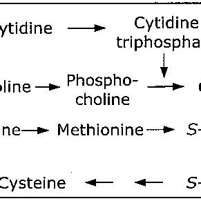 Proposed mechanism of citicoline action. nSMase, neutral... | Download ...