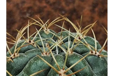 Matucana Giromagi Cactus And Succulents Buy Plants Online