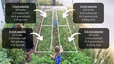 How Garlic Spacing Impacts Bulb Size and Total Yield