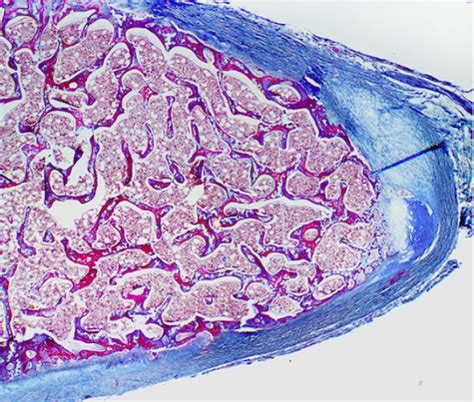 Lecture Immune System Organs And Tissues I Lecture