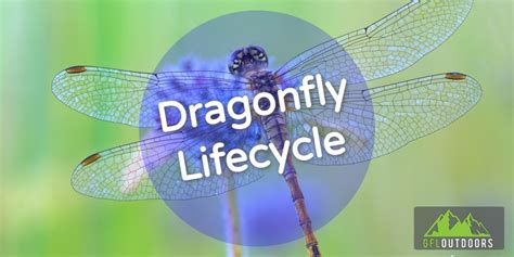 How Long do Dragonflies Live? + Dragonfly Lifecycle Stages