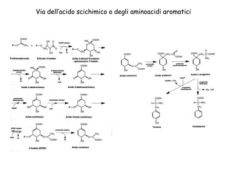 Ppt I Metaboliti Secondari Delle Piante Powerpoint Presentation Id